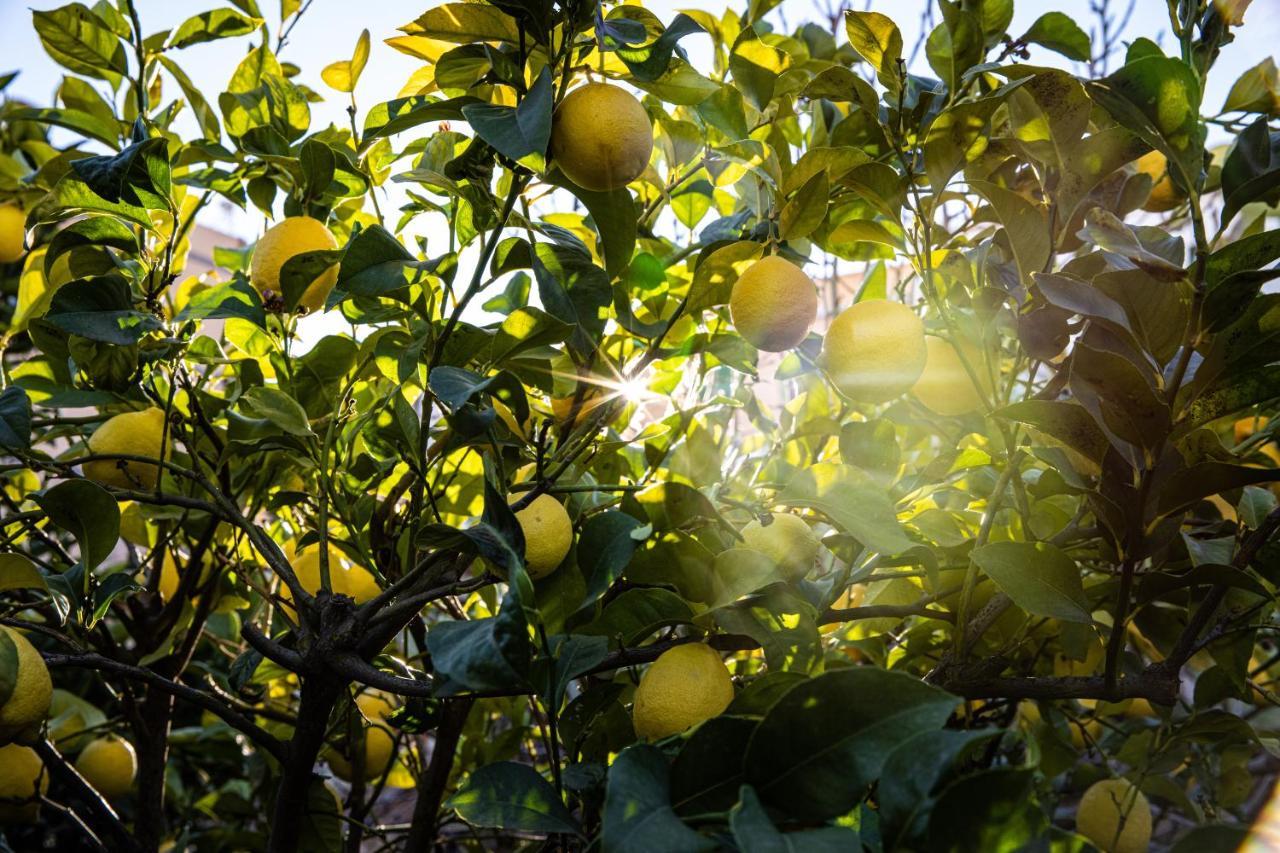 The Lemon Tree Apartman Vilaflor Kültér fotó