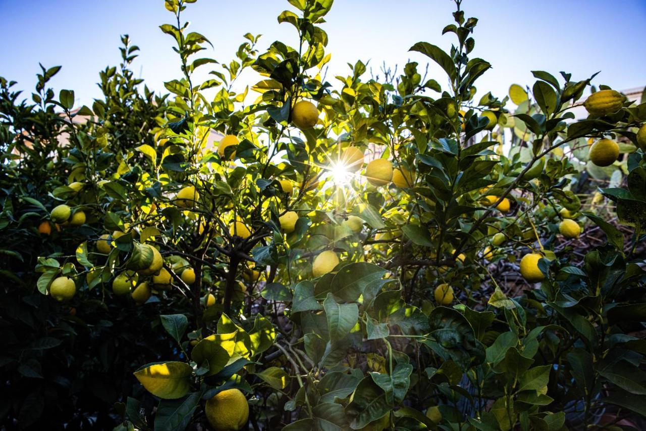 The Lemon Tree Apartman Vilaflor Kültér fotó