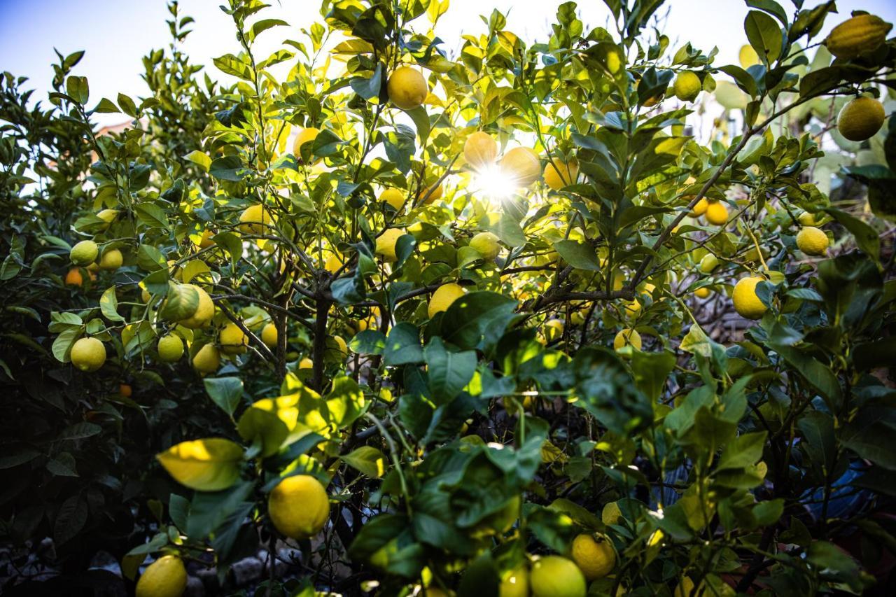 The Lemon Tree Apartman Vilaflor Kültér fotó